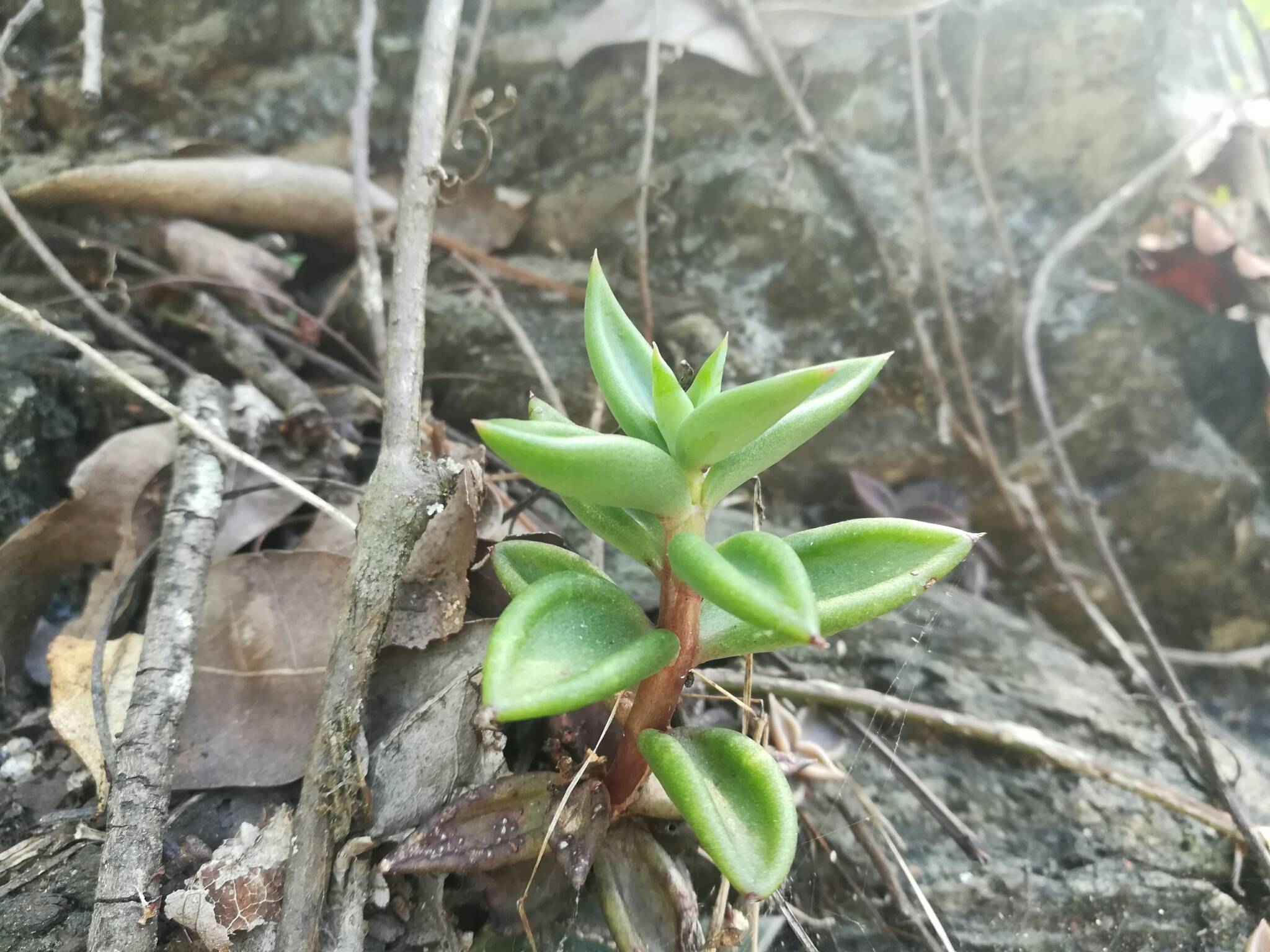 Lenophyllum acutifolium